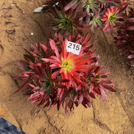 孔雀锦3号棚215多肉植物