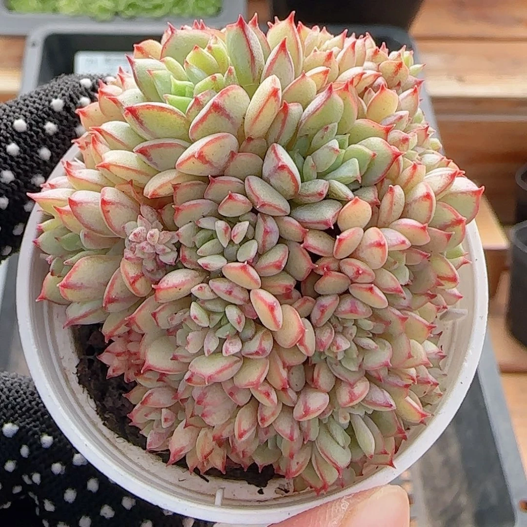 多肉0809-76甜茶甜茶