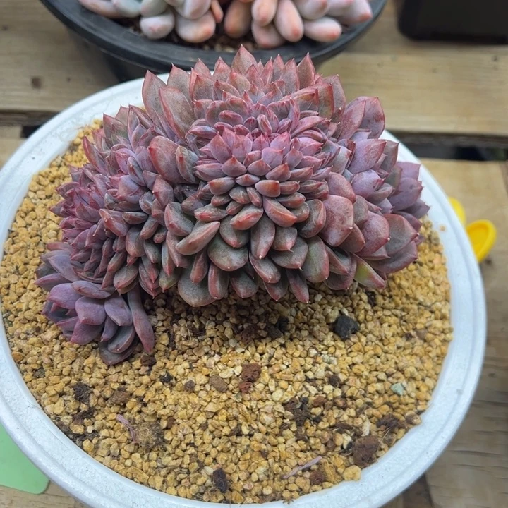 黑曼巴 缀化 夏鸣园艺