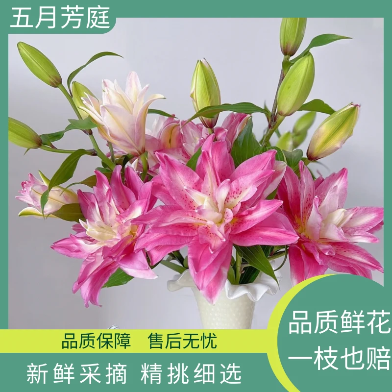 S级多头【宝莲灯】多头重瓣百合- 香味高级 一单顺丰冷链