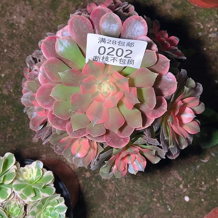 0202香妃多肉植物