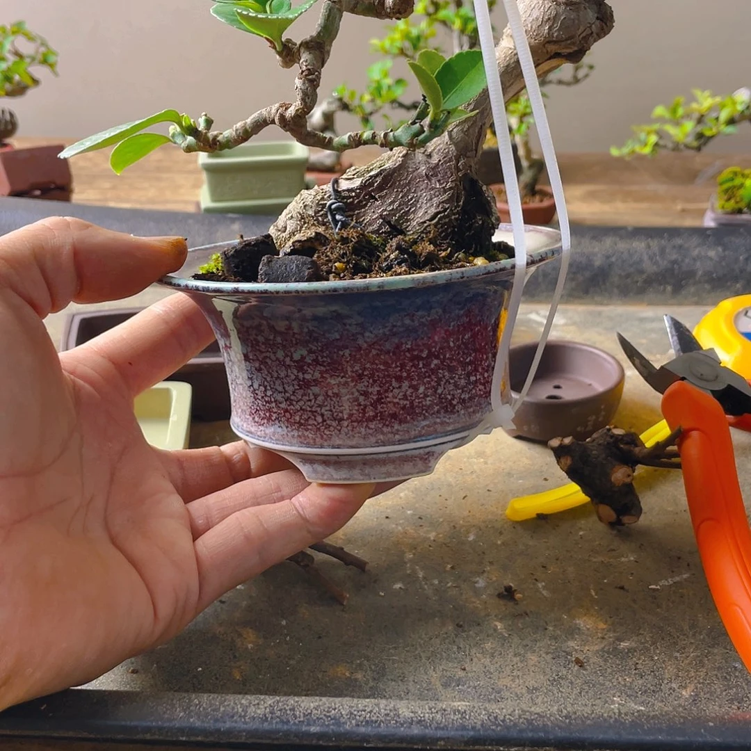 许***无花朵冬青花开富贵吉祥