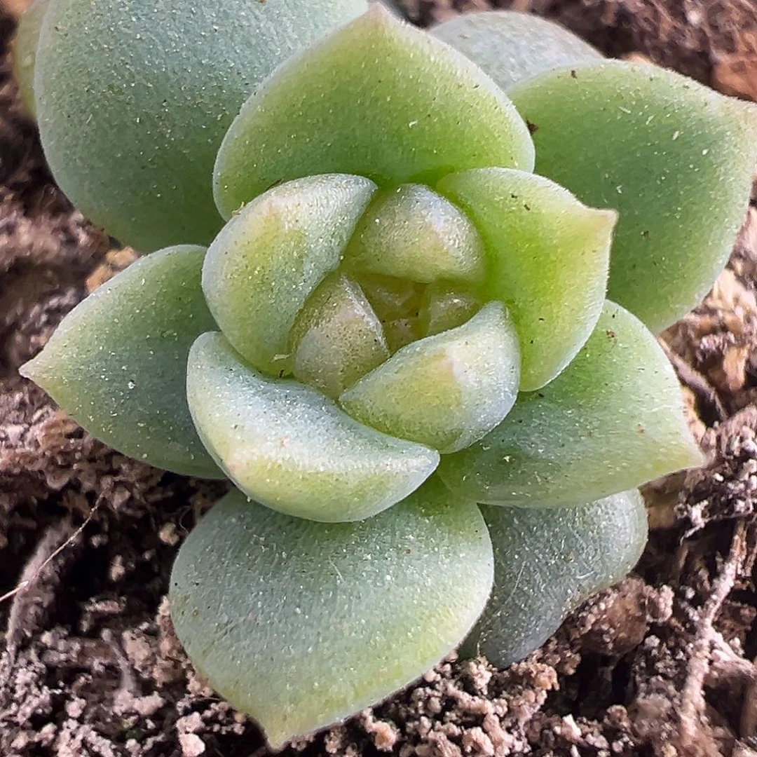 开播福利 优选。     38包邮