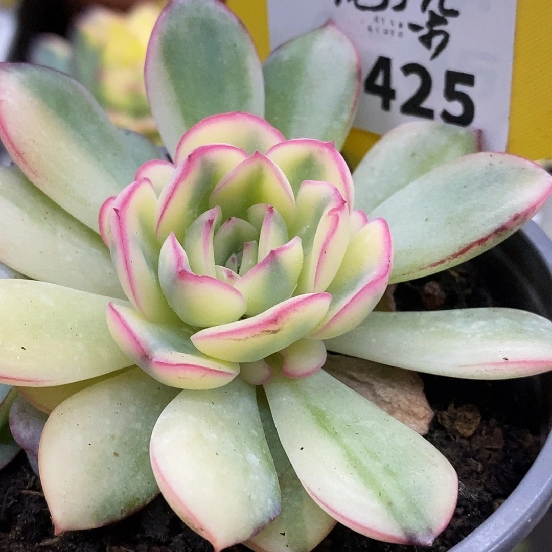 425雨燕座哈哈哈哈看