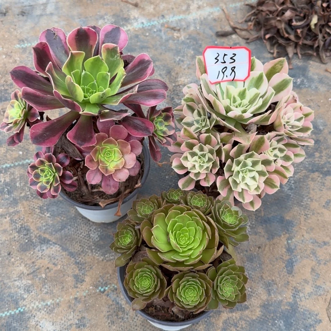 组合法师一物一拍353