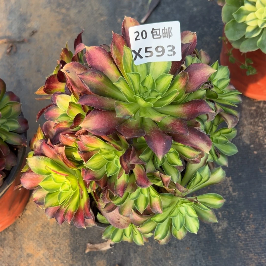 593韶华，满20包邮嘟叮熊