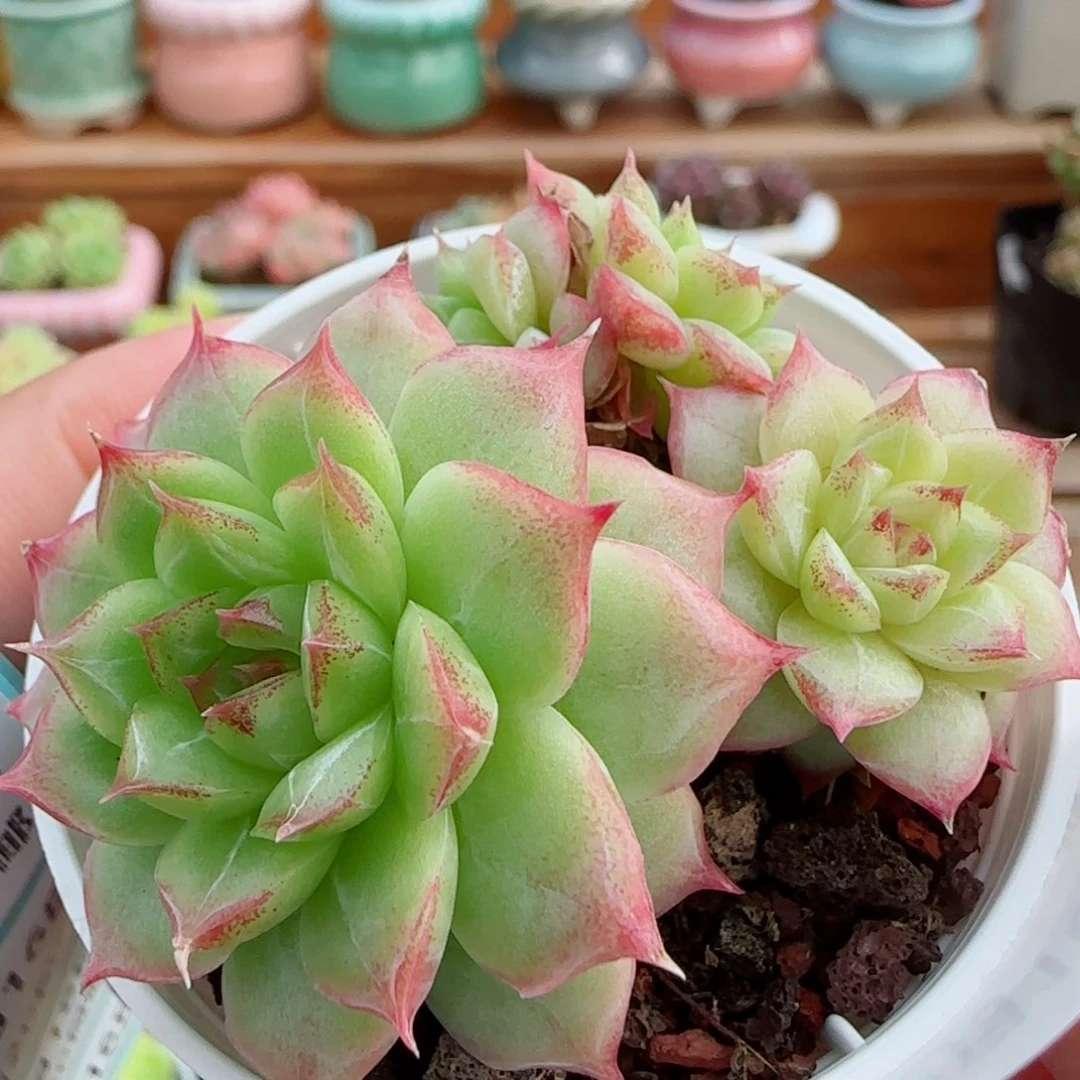 花语逸镜0916-35散