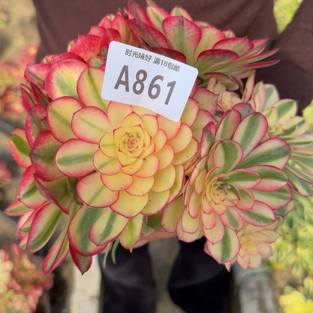 861有伤。 多肉植物
