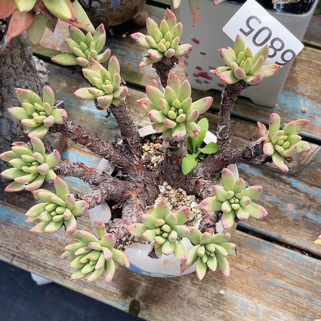 绿豆老桩多头群生6804