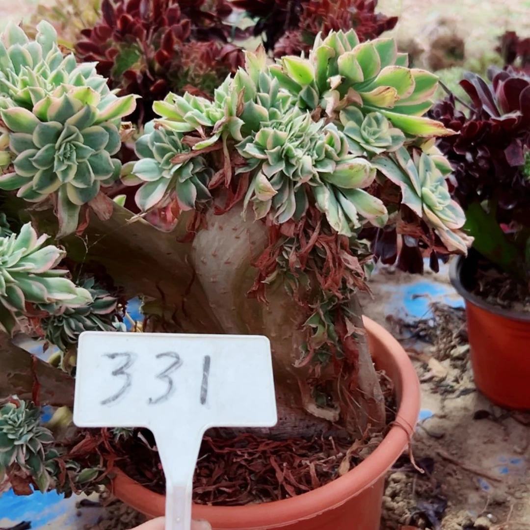 多肉植物灿烂缀花