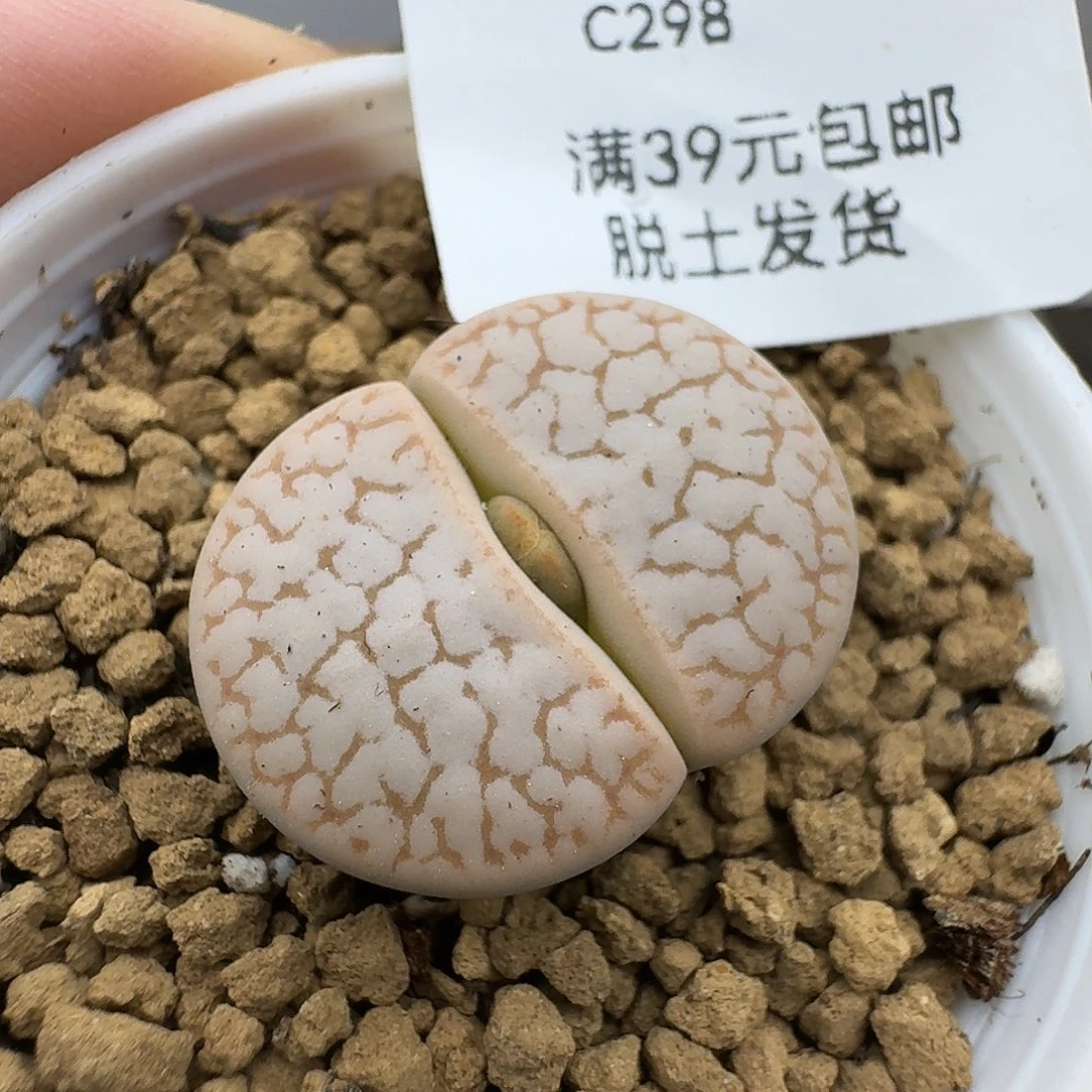 298多肉哈哈哈哈哈哈哈