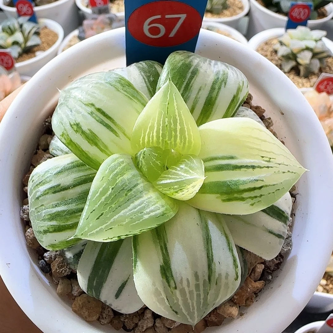 67号玉露寿锦一物一拍带盆土