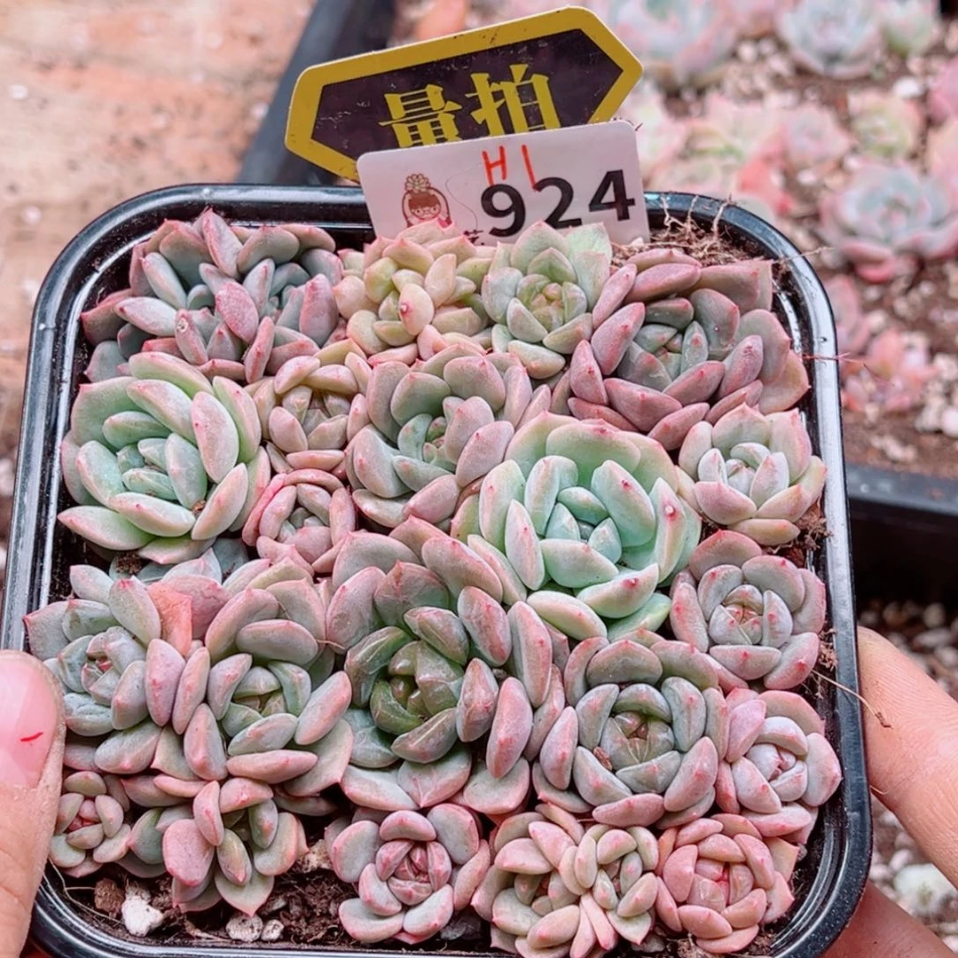 多肉植物多肉植物
