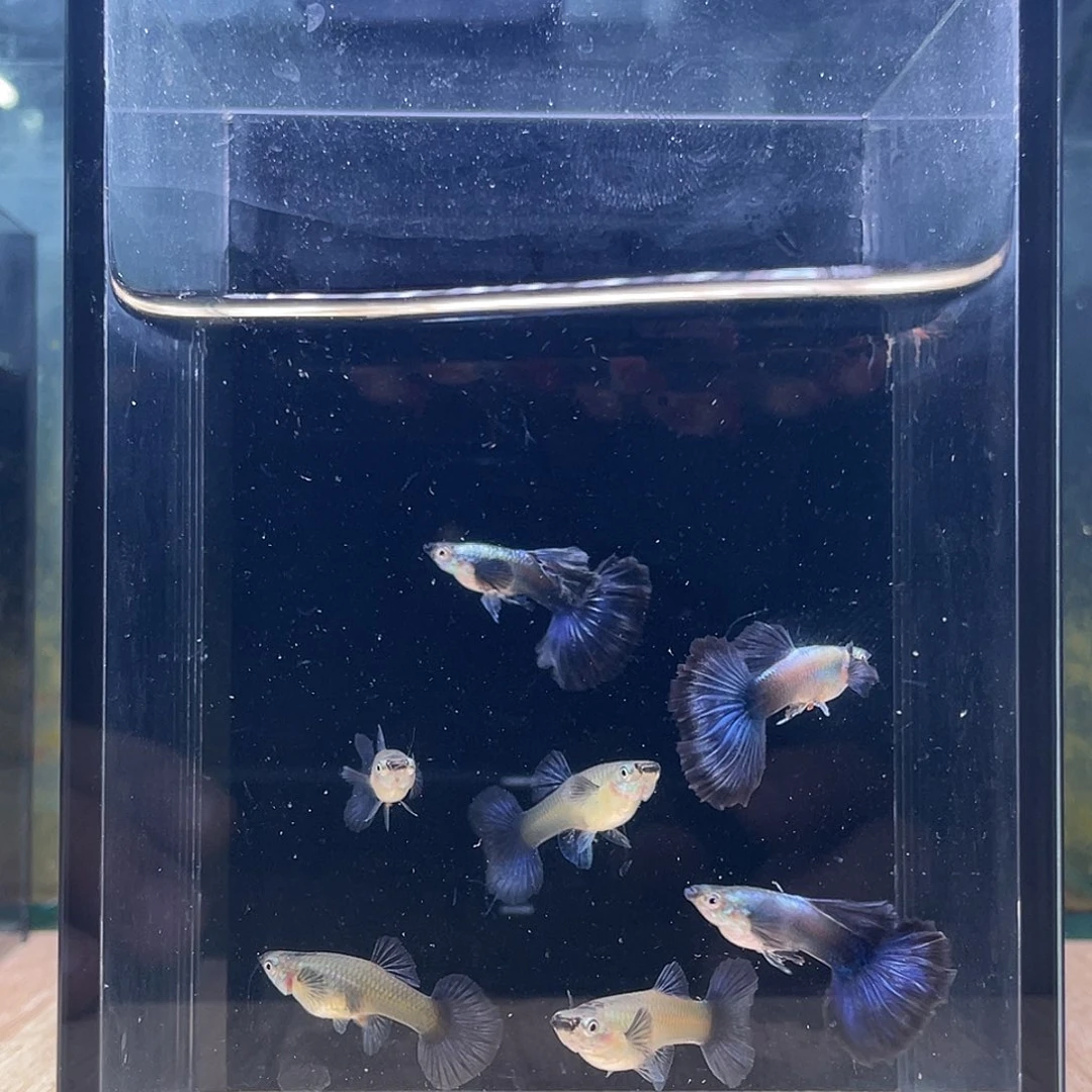 孔雀鱼紫罗兰大耳半月尾三对