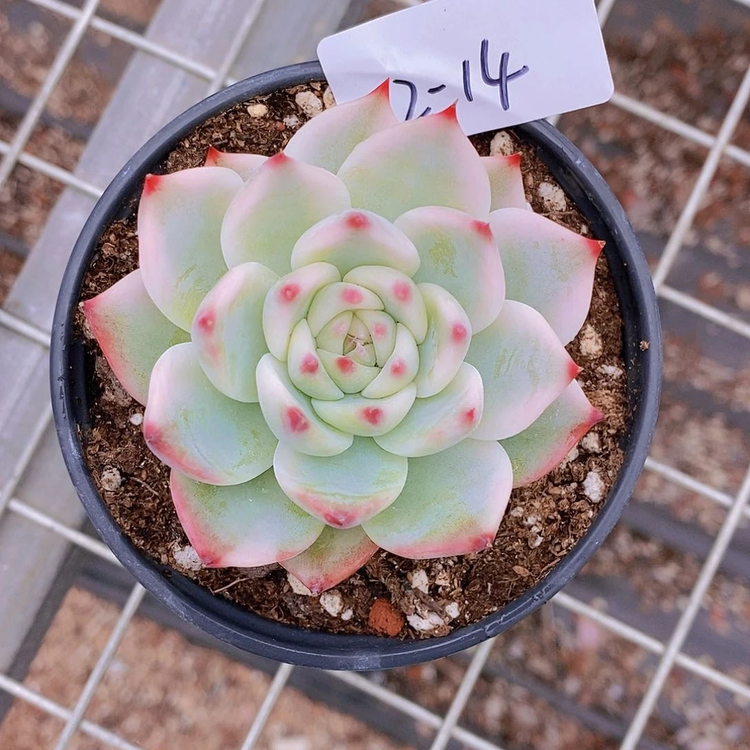 二****）  2-14- 专拍 吉娃娃锦福利一颗