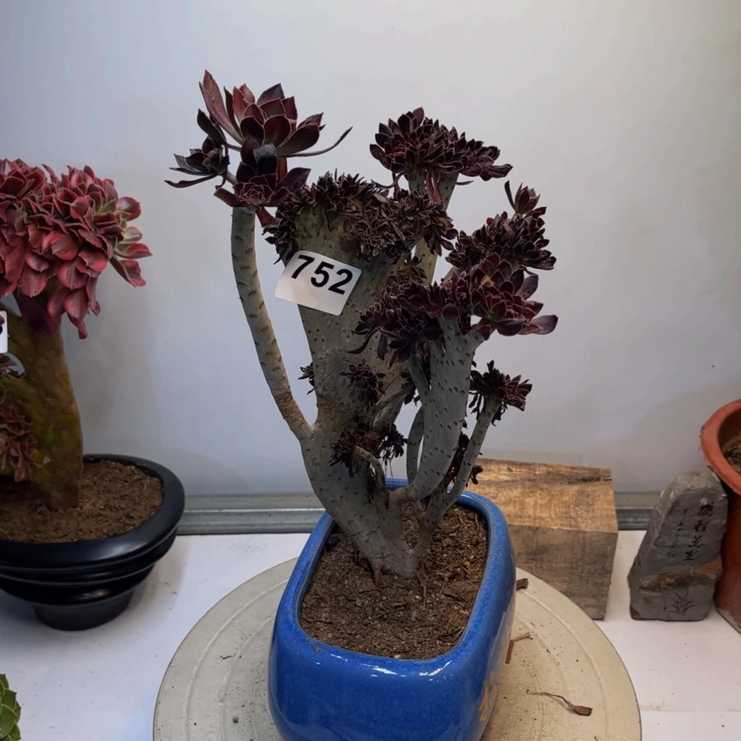 多肉植物黑法师缀752