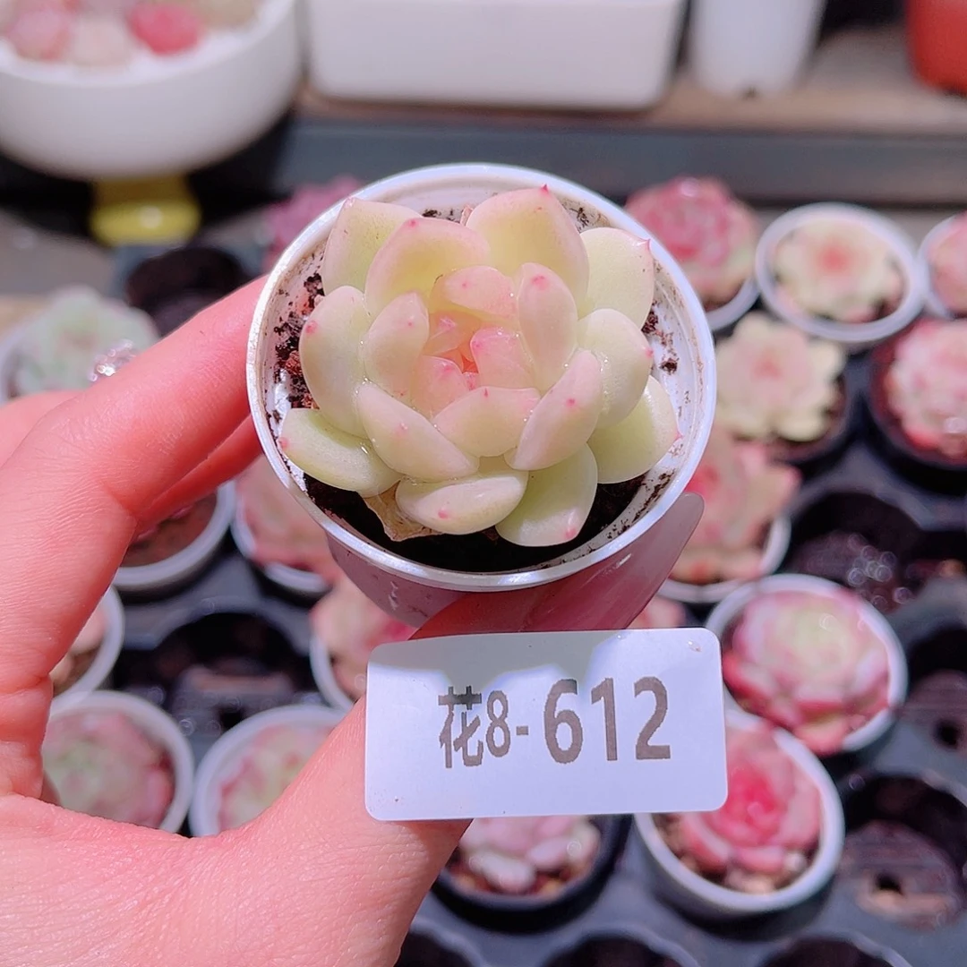 花利美8-612新品