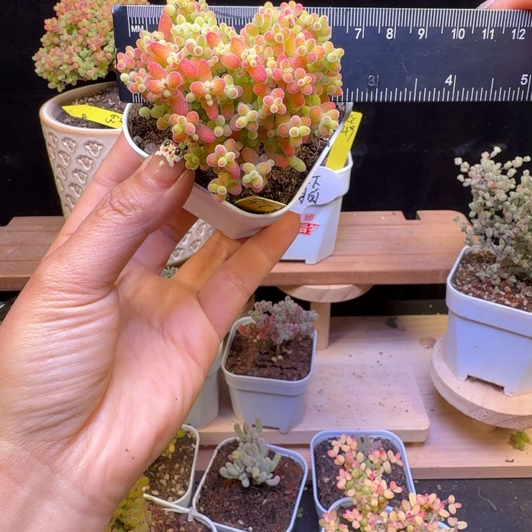 欧****了a97号蜜橘冠服6厘米