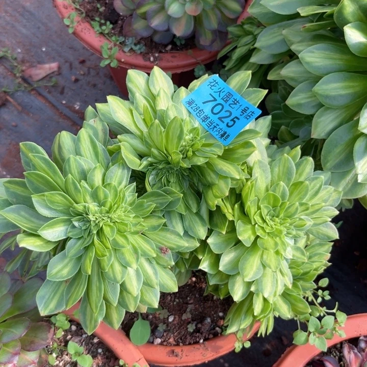 翡翠琉璃7025多肉植物