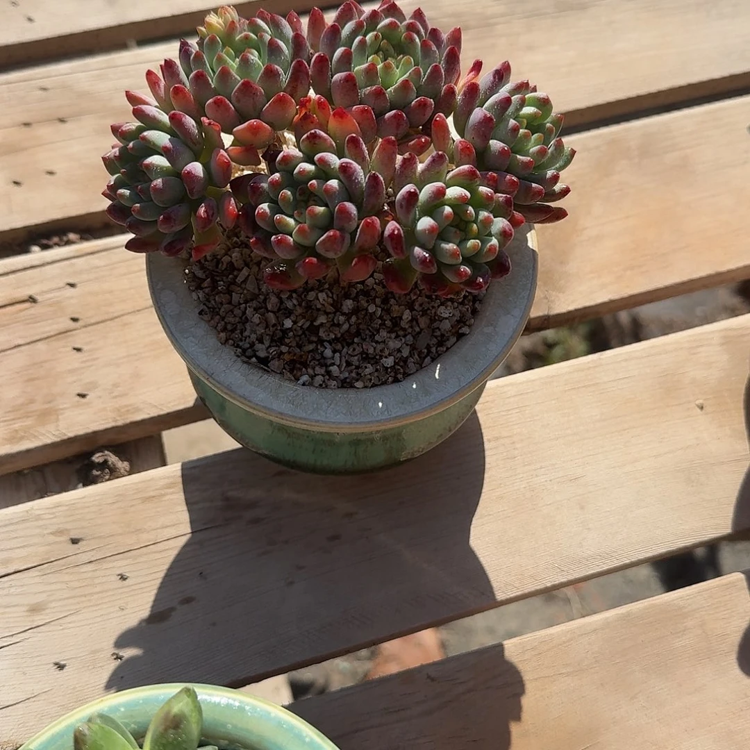 蓝苹果带盆多肉植物