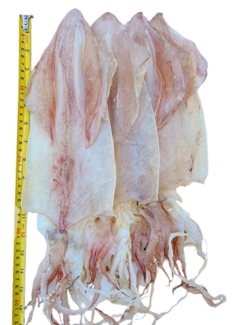 正宗南澳岛本港海钓日晒鱿鱼干送礼佳品烧烤煲汤煲粥手撕鱿鱼