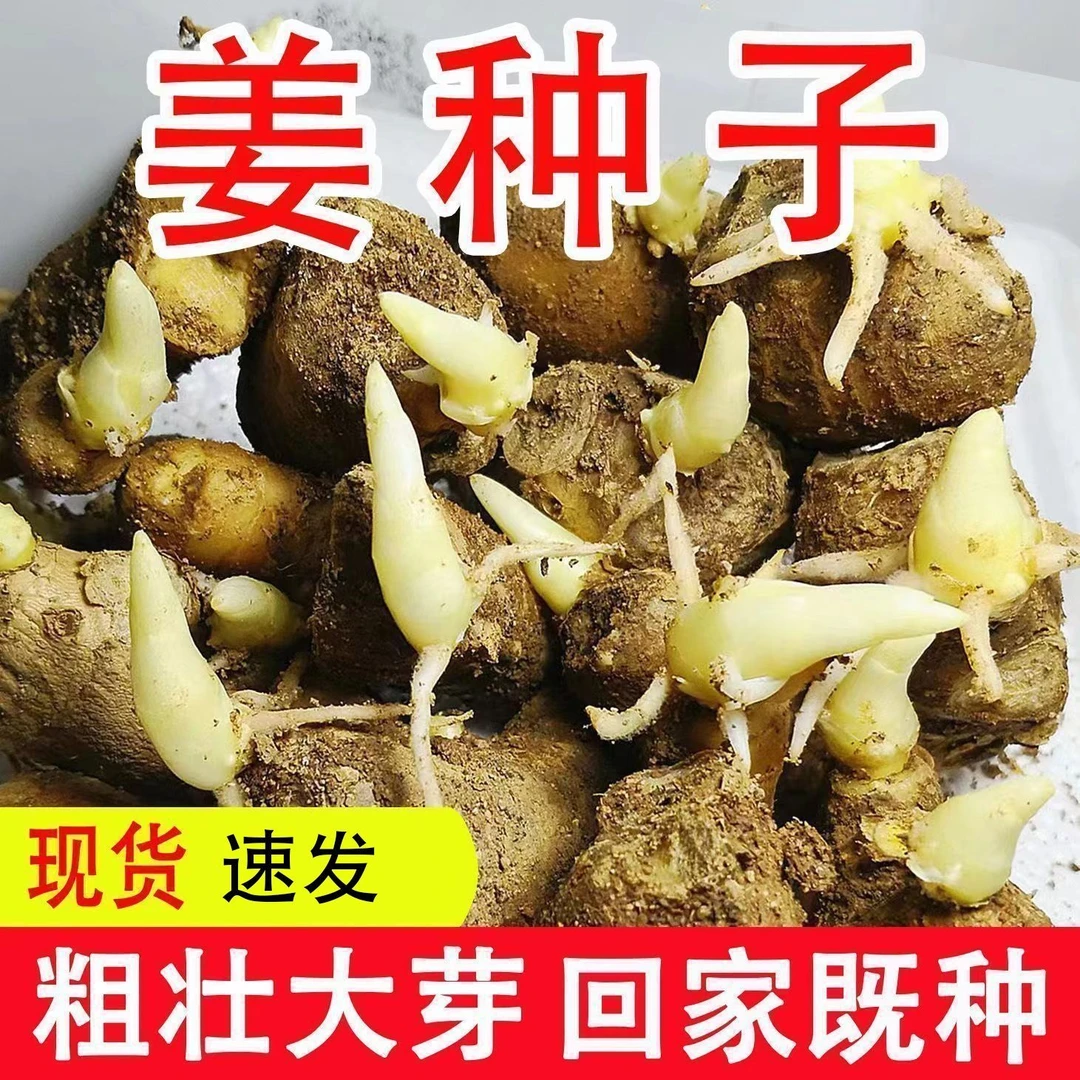 生姜种子大黄姜姜种山东大姜种子姜种籽生姜苗黄姜苗姜芽姜苗子