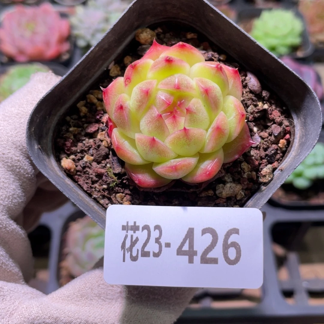 花利美23-426麦秆
