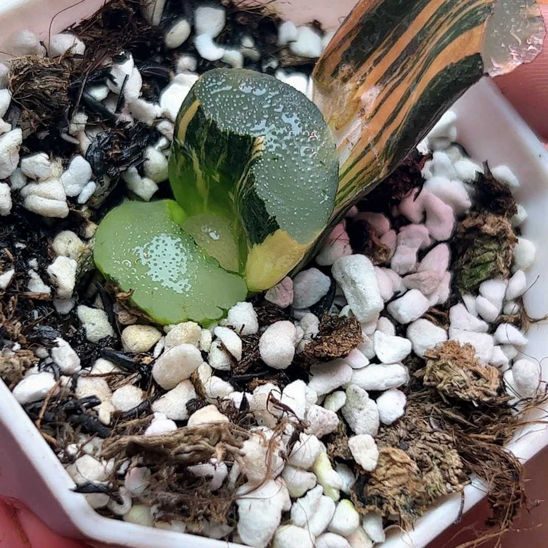 大海原锦十二卷多肉植物