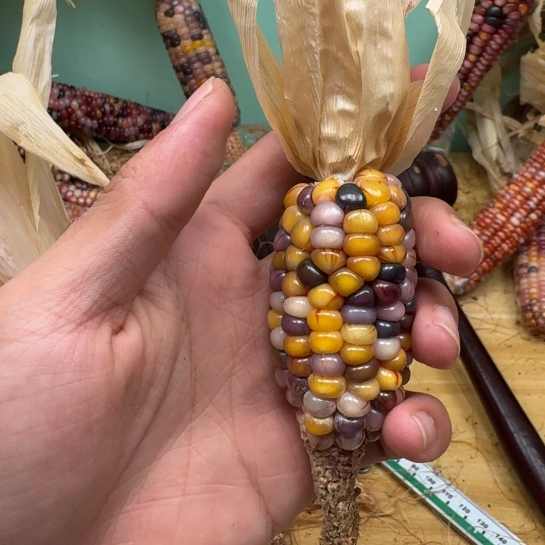 方***儿柏香籽/百香籽吊坠