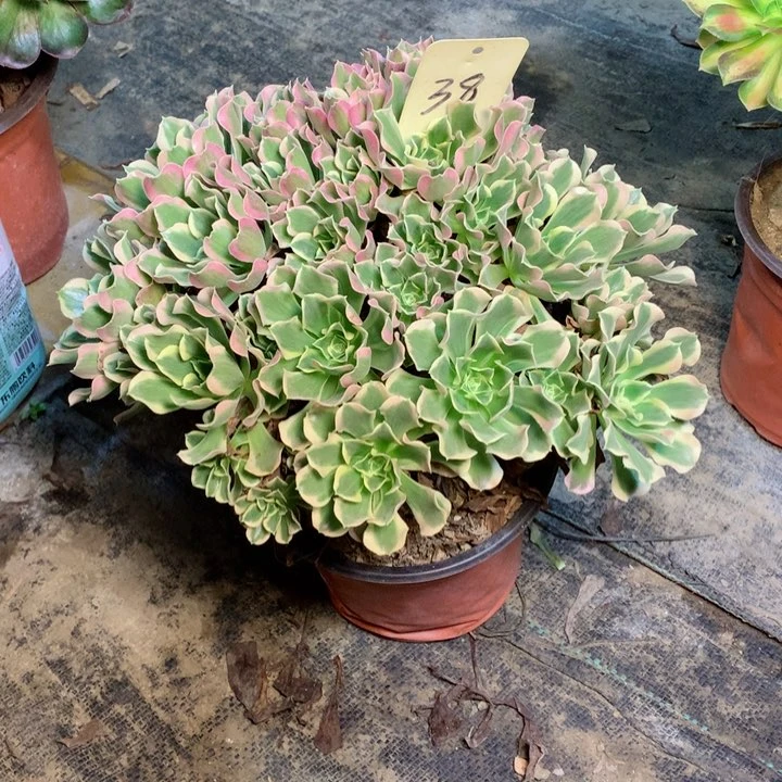 38白凤多肉一物一拍～