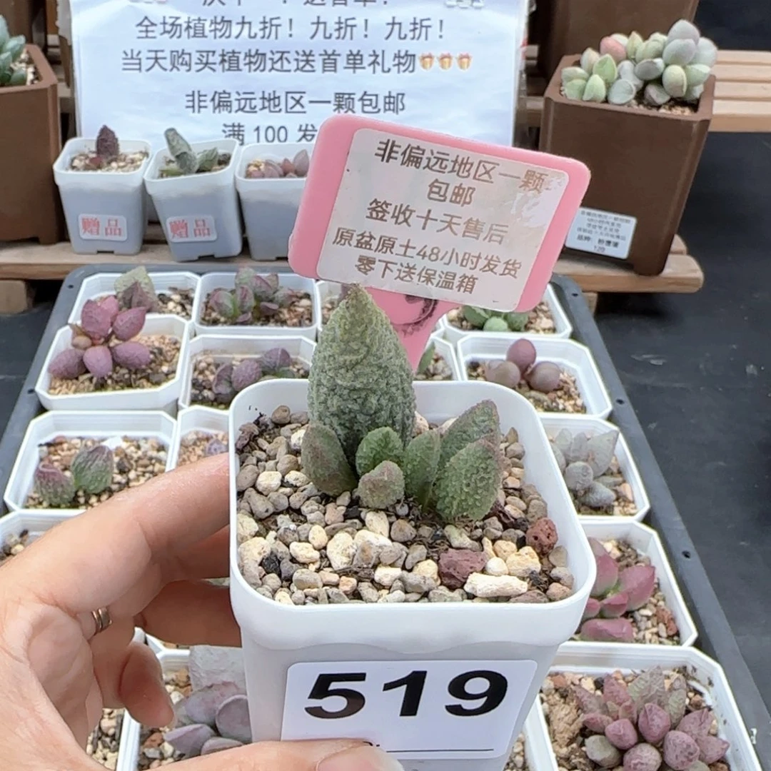 519白砂糖多肉植物
