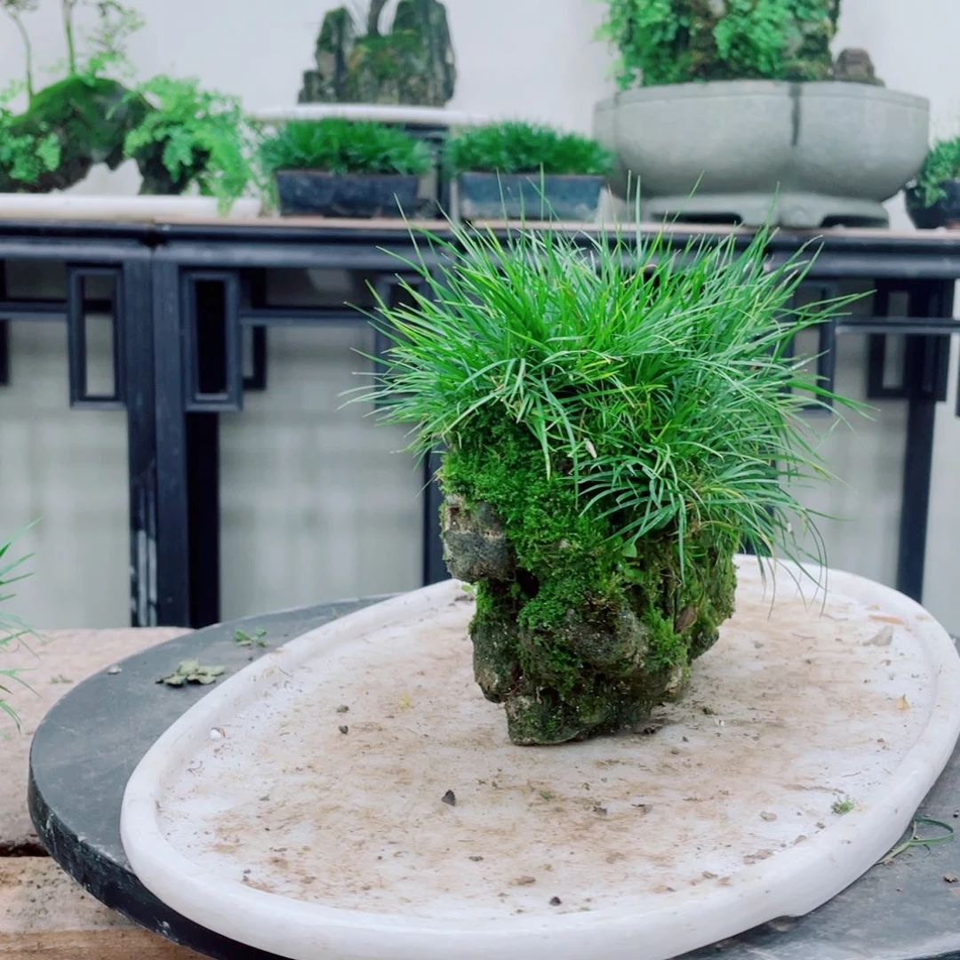 无铅玻璃雄*辉铁线蕨铁线蕨铁线蕨