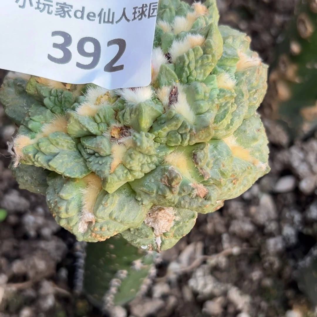 大***哥392 仙人球的比赛将