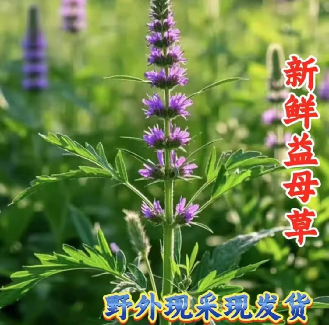 红花益母草 新鲜益母草月经期益母草煮鸡蛋月经量少催经古法女生