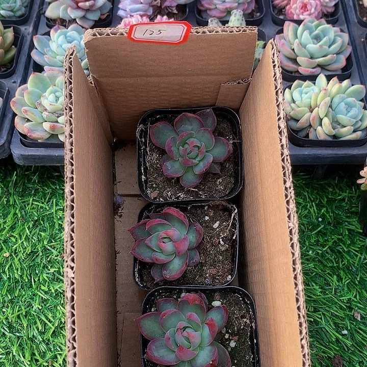 A125惊鸿仙子多肉