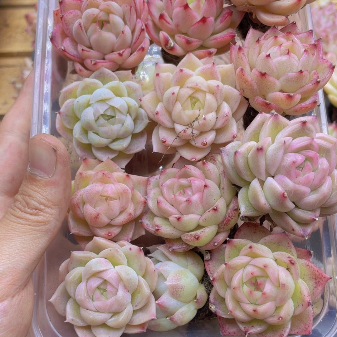 开心快乐幸福045