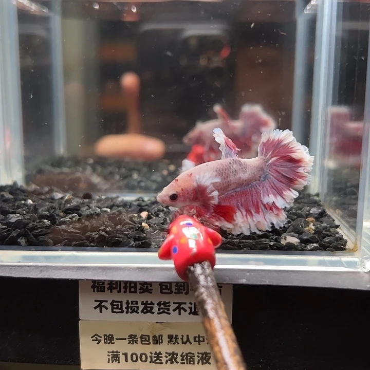 斗鱼竞拍跑单拉黑24日91