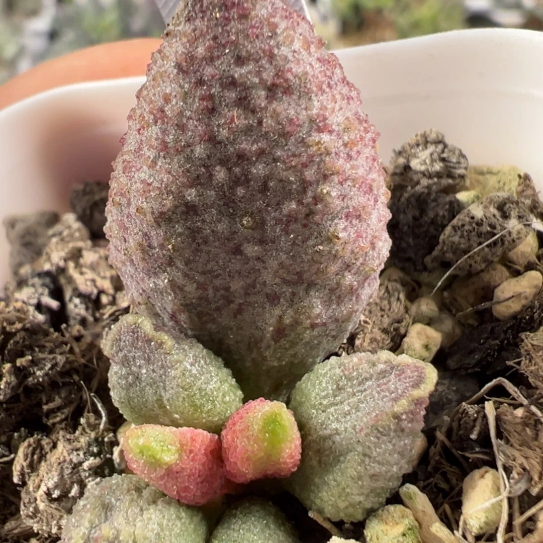 w冰晶颗粒斑点款实生新品有干疤特价