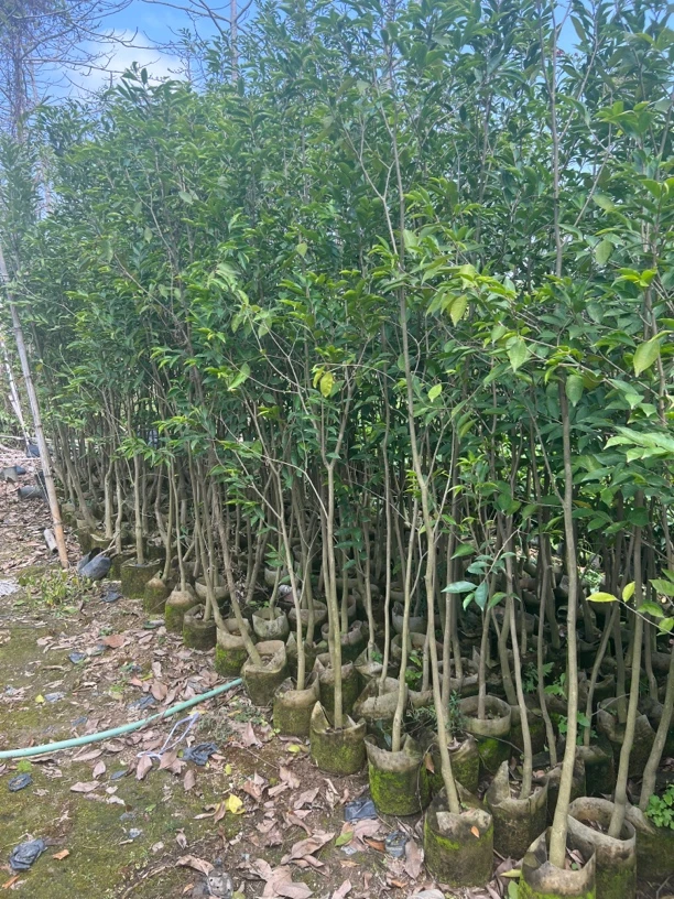 正宗嫁接一代大苗名贵奇楠沉香绿奇楠白奇楠包结香原土原杯发货