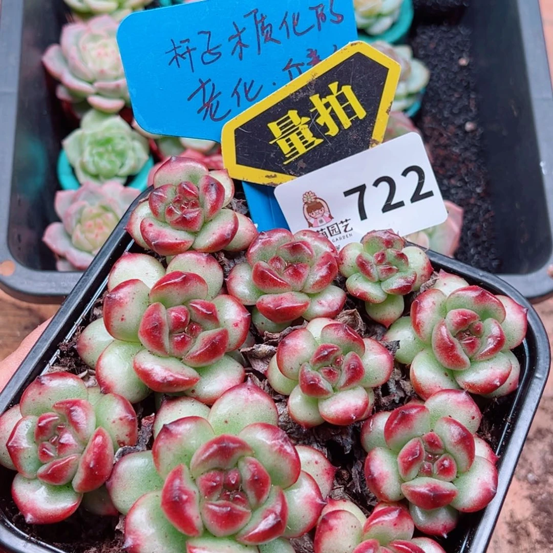 多肉植物多肉植物