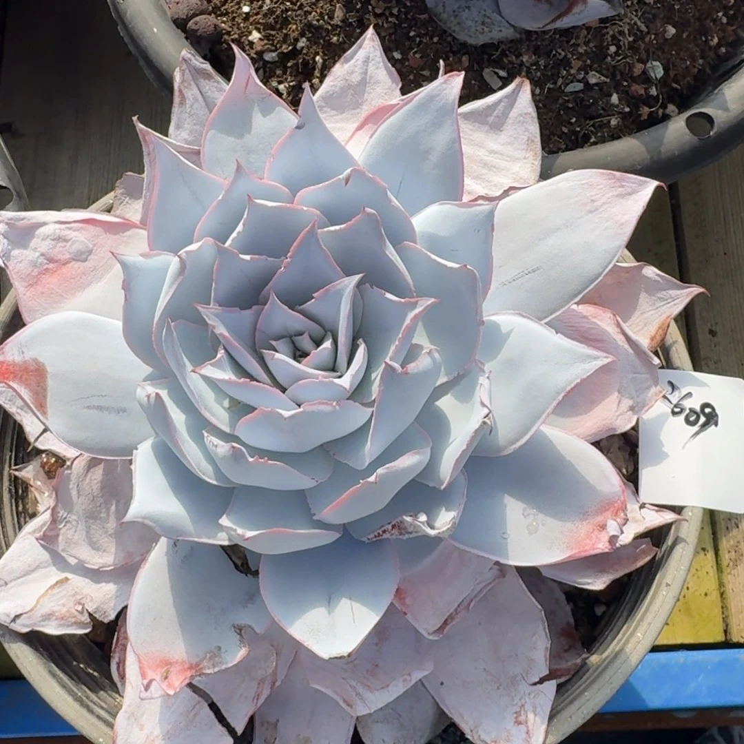 2609广寒宫凡艺多肉