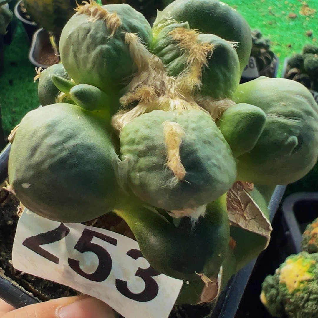 无花朵福利蛋叉尤牡丹253