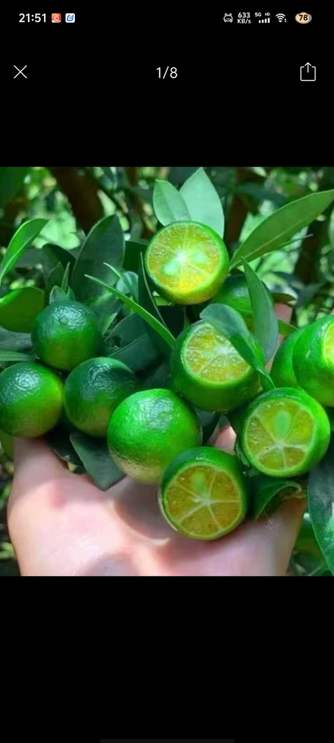 小青柠，图片仅供参考，换软盆发货端枝条掉果不赔