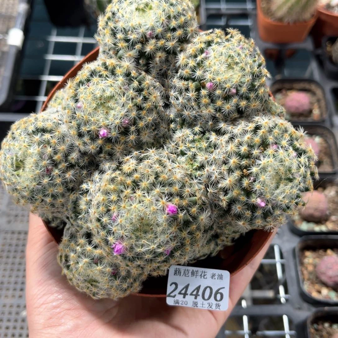 24407一物一拍单头发货