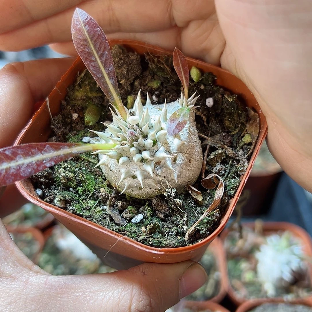 实生惠比大黑3公分带盆