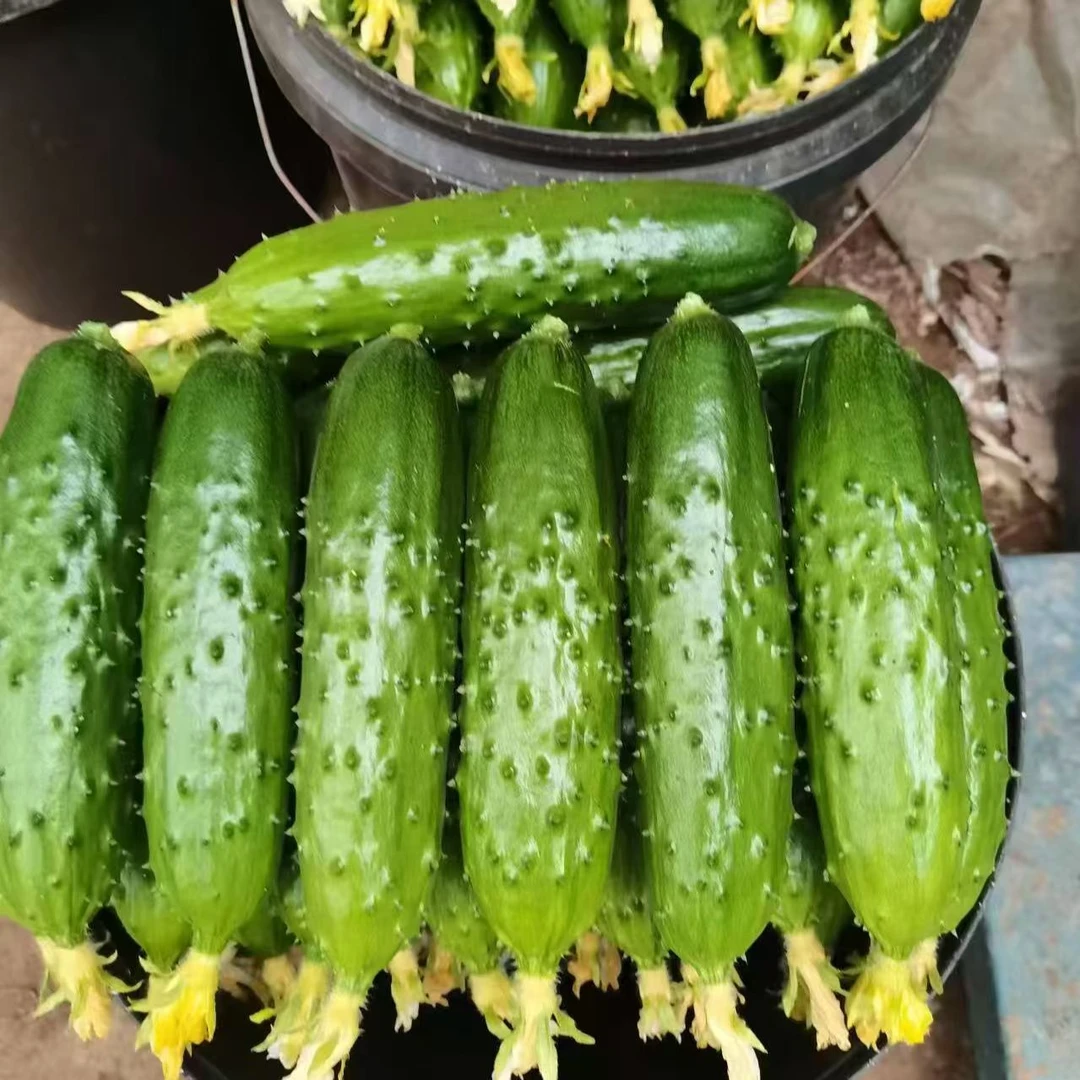 东北新鲜现摘旱黄瓜清甜脆嫩清香生吃蘸酱蔬菜可当水果吃当季整箱
