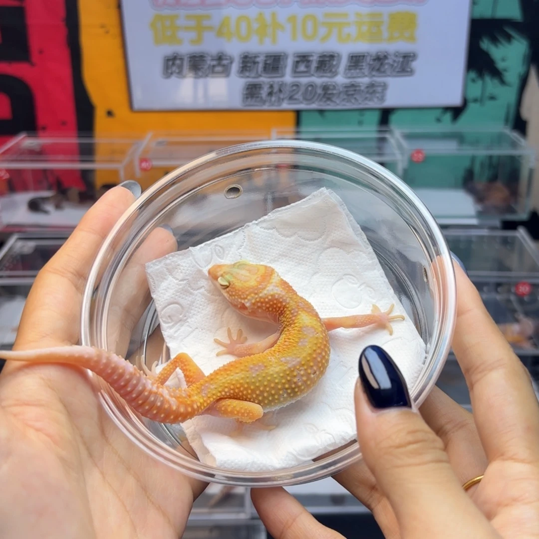 豹纹守宫白黄川普蜡笔暴龙妹妹E27