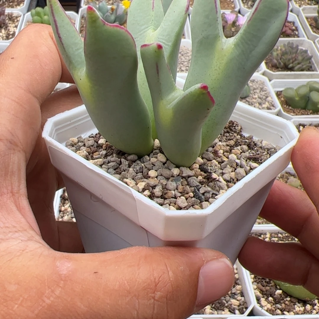 *****9.26皮卡丘多肉植物23