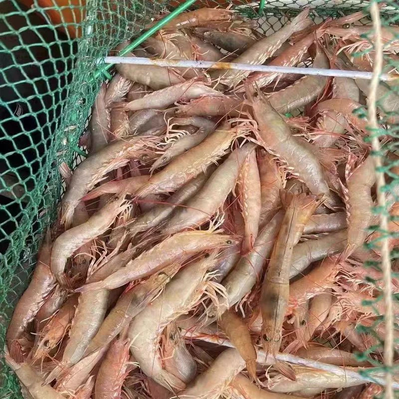 海陵岛 海麻虾  包鲜不包活  京东快递