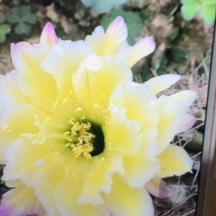 杜兰戈侧芽5公分毛花柱